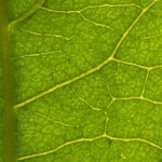 Close-up view of leaf veins, highlighting the intricate network used for sap transport within a plant, illustrating both phloem and xylem functions.