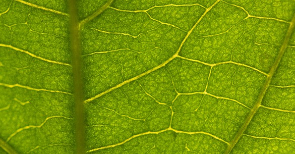 Close-up view of leaf veins, highlighting the intricate network used for sap transport within a plant, illustrating both phloem and xylem functions.