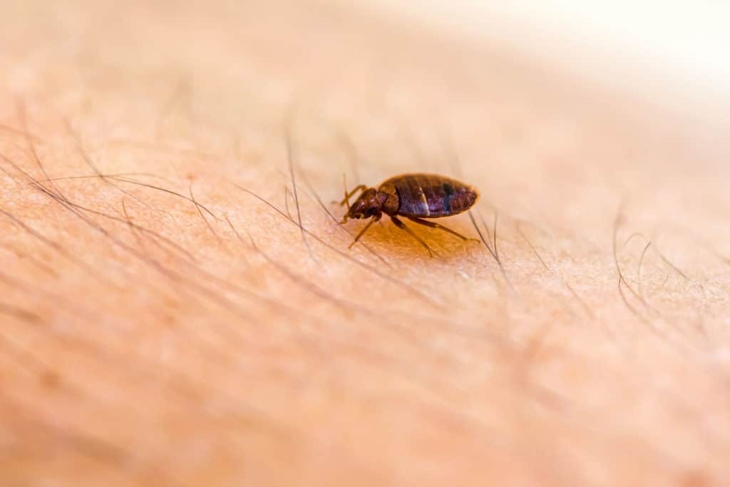 Close-up view of bed bugs nestled in the seam of a mattress, highlighting a common hiding place during an infestation.