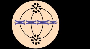 Metaphase Plate