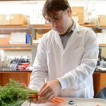 NC State University researcher Massimo Iorizzo analyzes orange carrots, part of a genetic study to understand pigmentation and domestication.