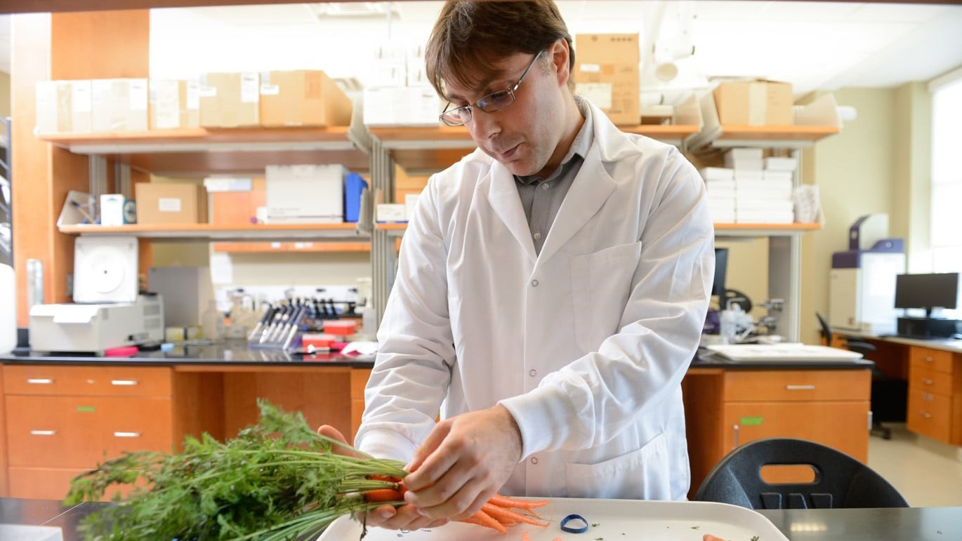 NC State University researcher Massimo Iorizzo analyzes orange carrots, part of a genetic study to understand pigmentation and domestication.