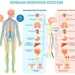 Diagram illustrating the central and peripheral nervous systems in the human body