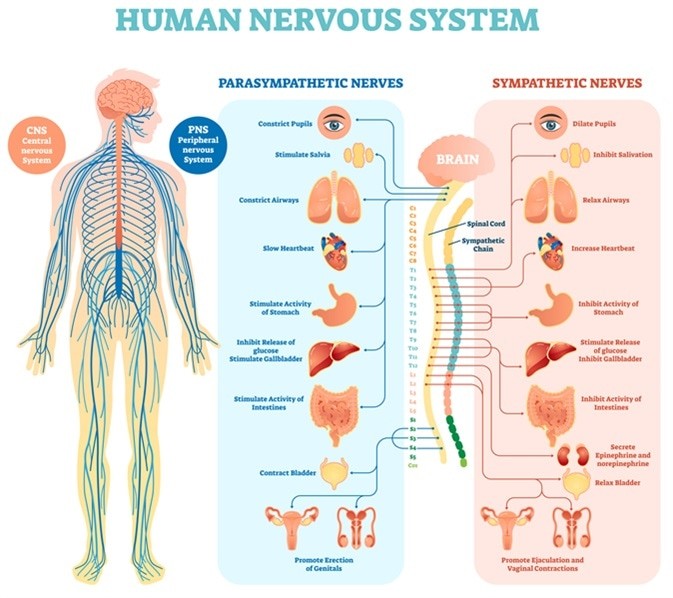 Diagram illustrating the central and peripheral nervous systems in the human body