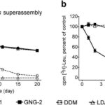 Stability time course of (a) R. capsulatus LHI-RC photosynthetic superassembly and (b) LeuT, showing the performance of GNG-1 and GNG-2 compared to conventional detergents.