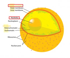 Nuclear envelope and nucleolus