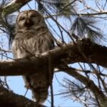 Barred Owl regurgitating pellet