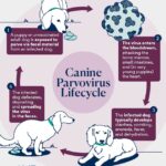 parvo in dogs and puppies; the cycle of parvo in dogs and puppies.