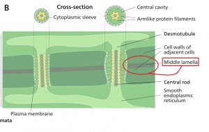 Plasmodesmata