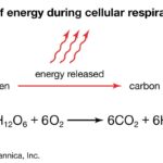 glycolysis; cellular respiration