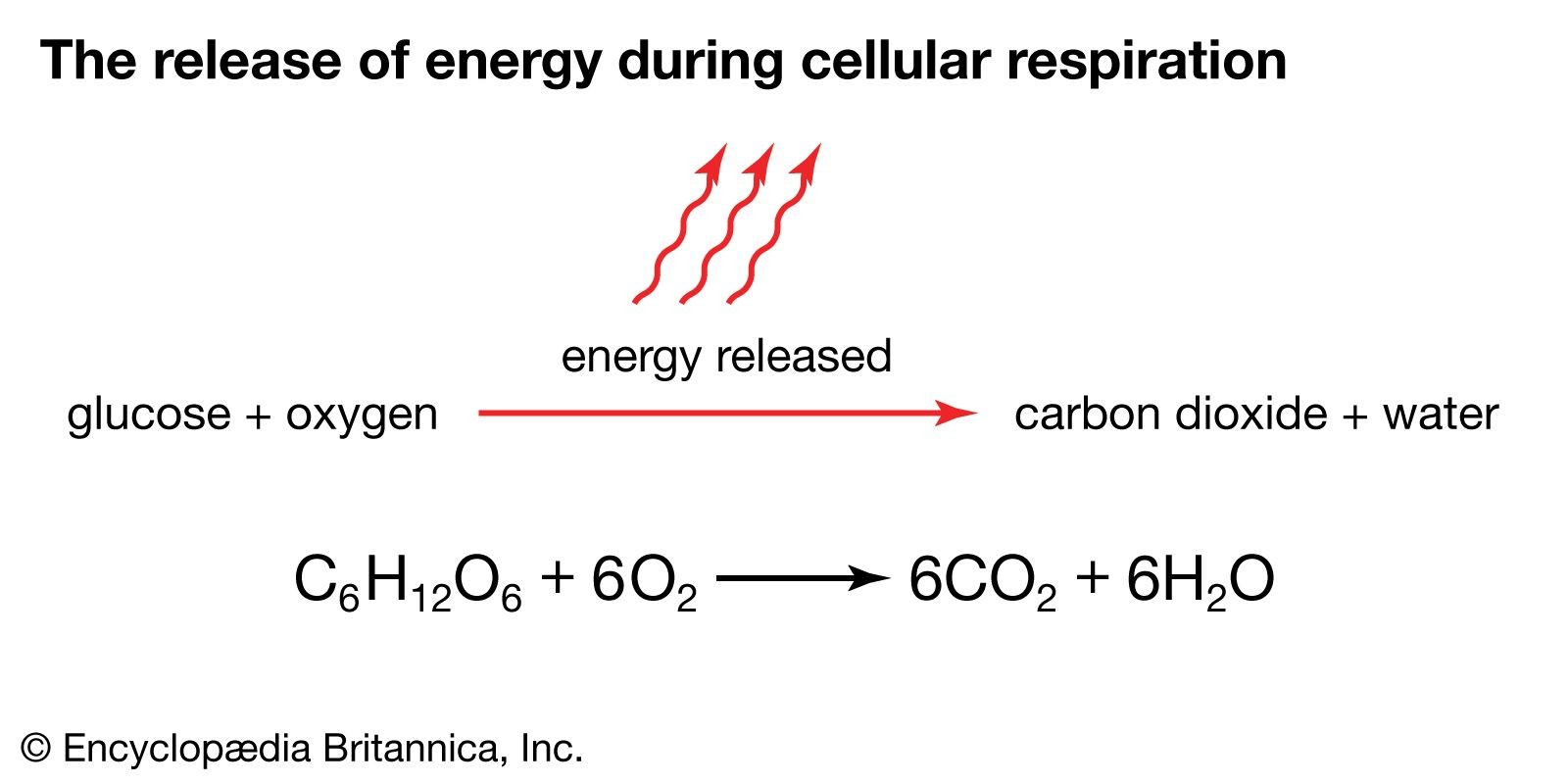 glycolysis; cellular respiration