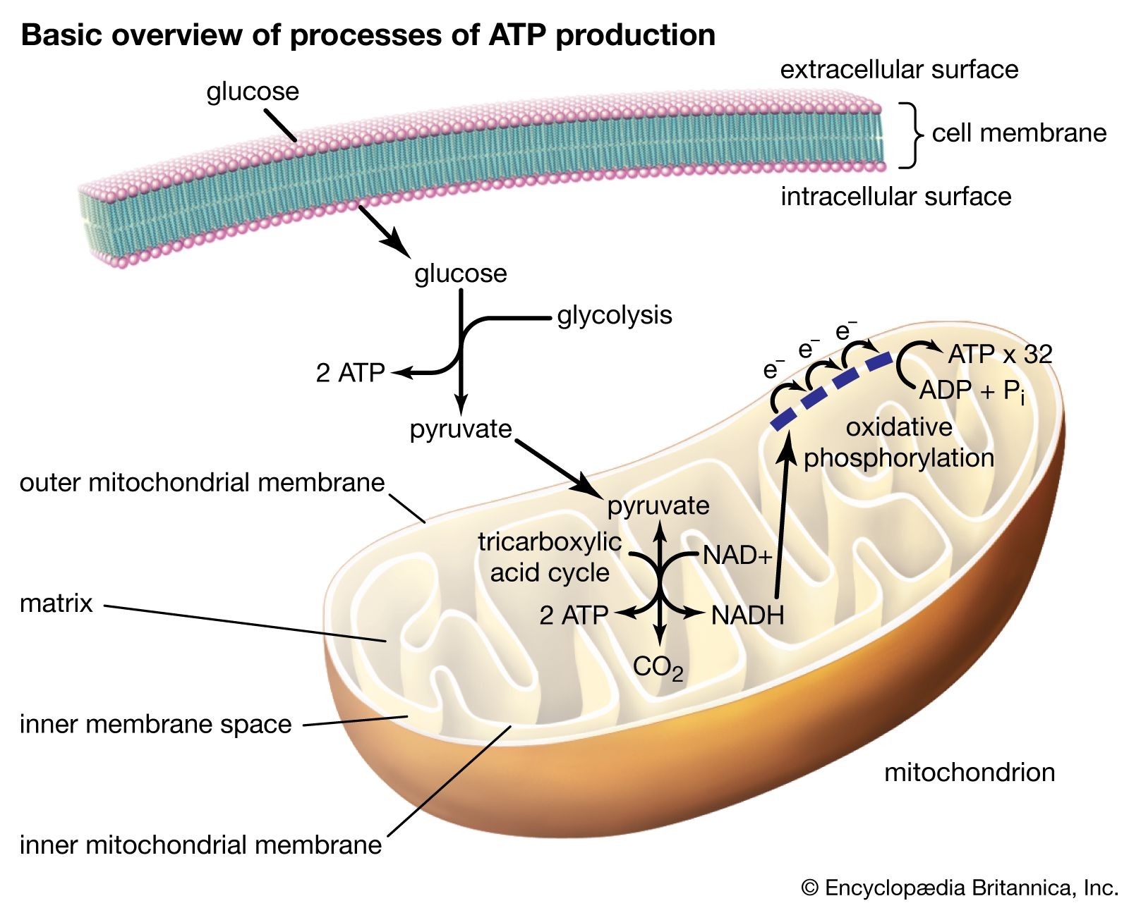 Diagram illustrating the processes of ATP production including glycolysis, the tricarboxylic acid cycle, and oxidative phosphorylation within mitochondria