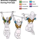 Muscles worked during pull-ups and chin-ups, highlighting back, biceps, and forearms