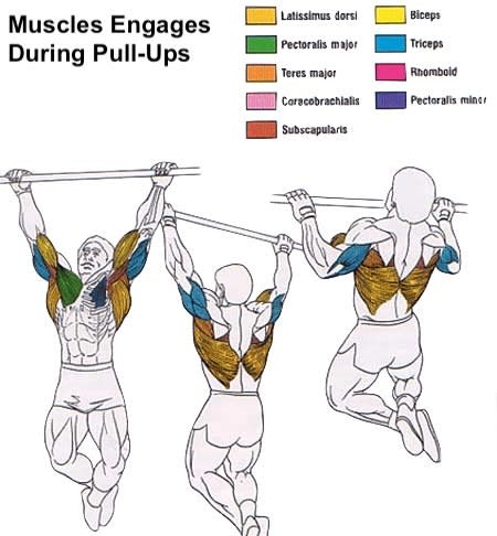 Muscles worked during pull-ups and chin-ups, highlighting back, biceps, and forearms