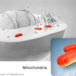 Mitochondria: Organelles within cells containing mitochondrial DNA (mtDNA)