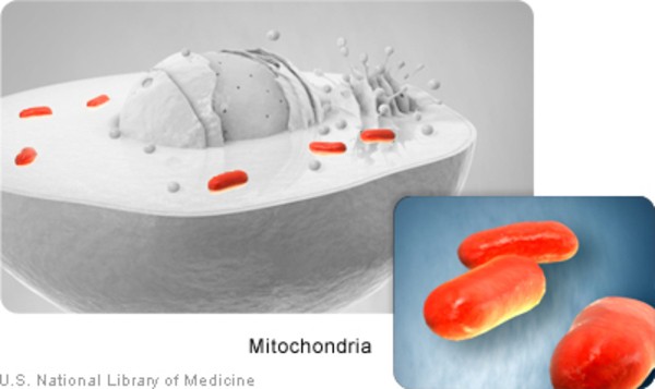 Mitochondria: Organelles within cells containing mitochondrial DNA (mtDNA)