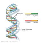 Diagram illustrating DNA structure with base pairs and sugar-phosphate backbone