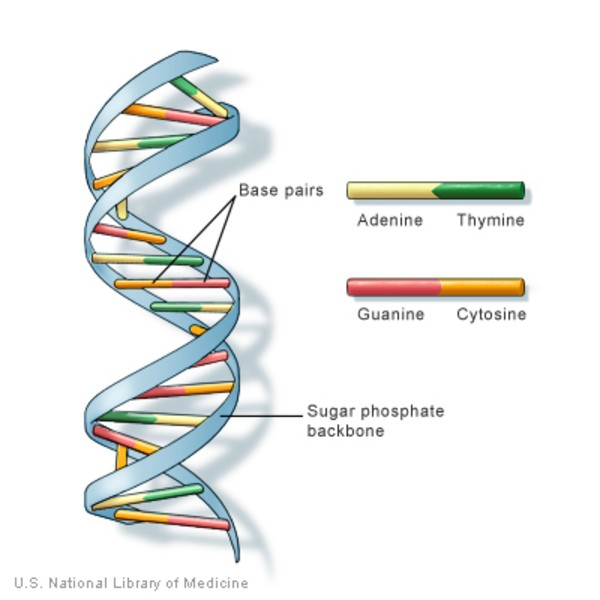 Diagram illustrating DNA structure with base pairs and sugar-phosphate backbone