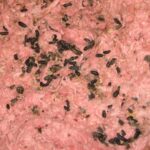 Rat poo in pink insulation in attic