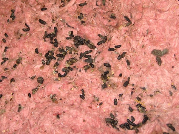 Rat poo in pink insulation in attic