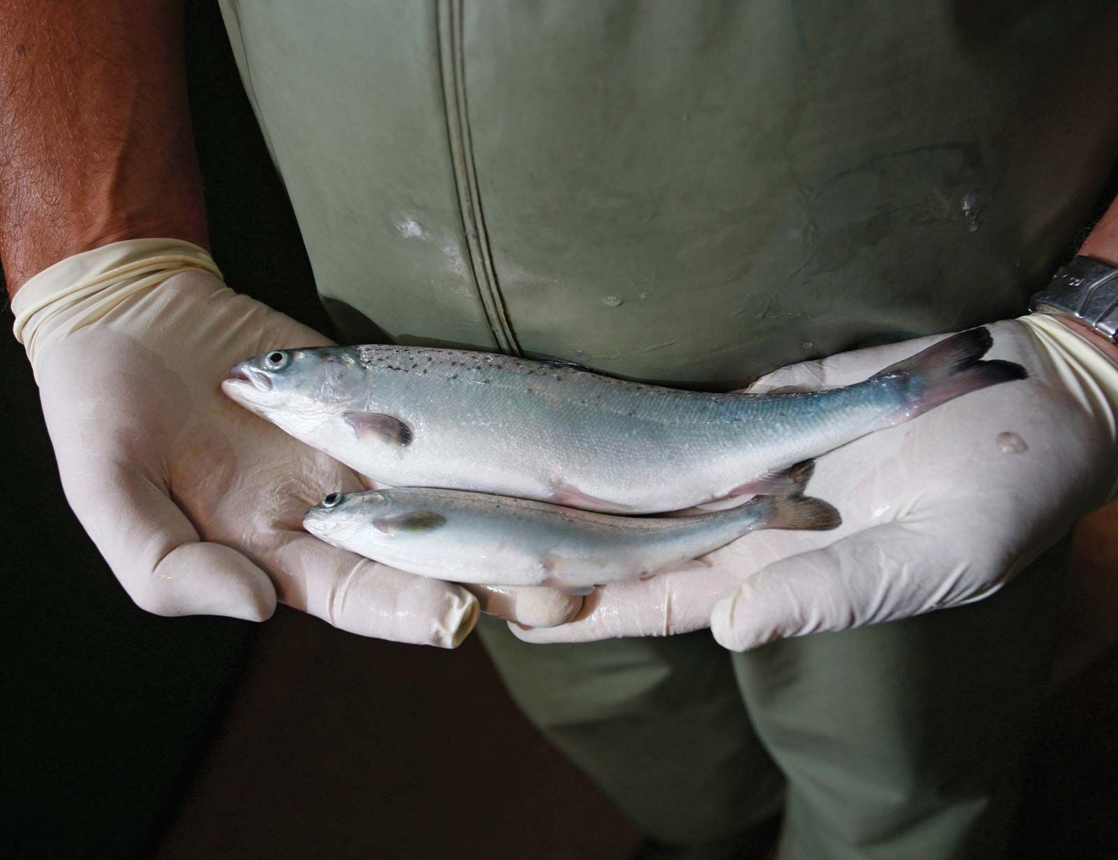 Comparison of genetically engineered salmon (top) and natural salmon of the same age, illustrating the size difference due to genetic manipulation.