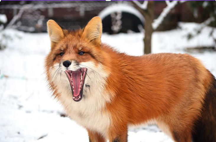 Fox foraging for food in a grassy field