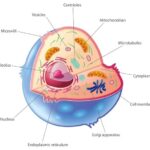 Animal cell with Organelles