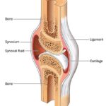 Cross section through a typical synovial joint, showing the bone, synovial membrane, synovial fluid, cartilage and ligament - Image Credit: Blamb / Shutterstock