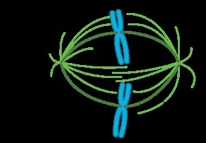 Spindle Apparatus