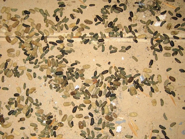 Squirrel poop photographed in an attic, showing oblong pellet shape and dark brown color.