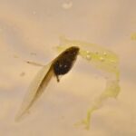 Close-up of tadpoles feeding on a slice of cucumber in a home aquarium, demonstrating a simple food source for raising tadpoles.