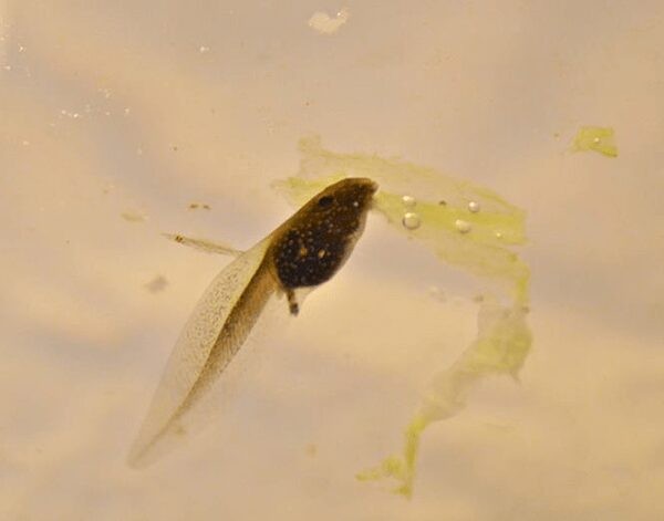 Close-up of tadpoles feeding on a slice of cucumber in a home aquarium, demonstrating a simple food source for raising tadpoles.