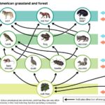 A partial food web illustrating the network of feeding relationships in a North American grassland and forest