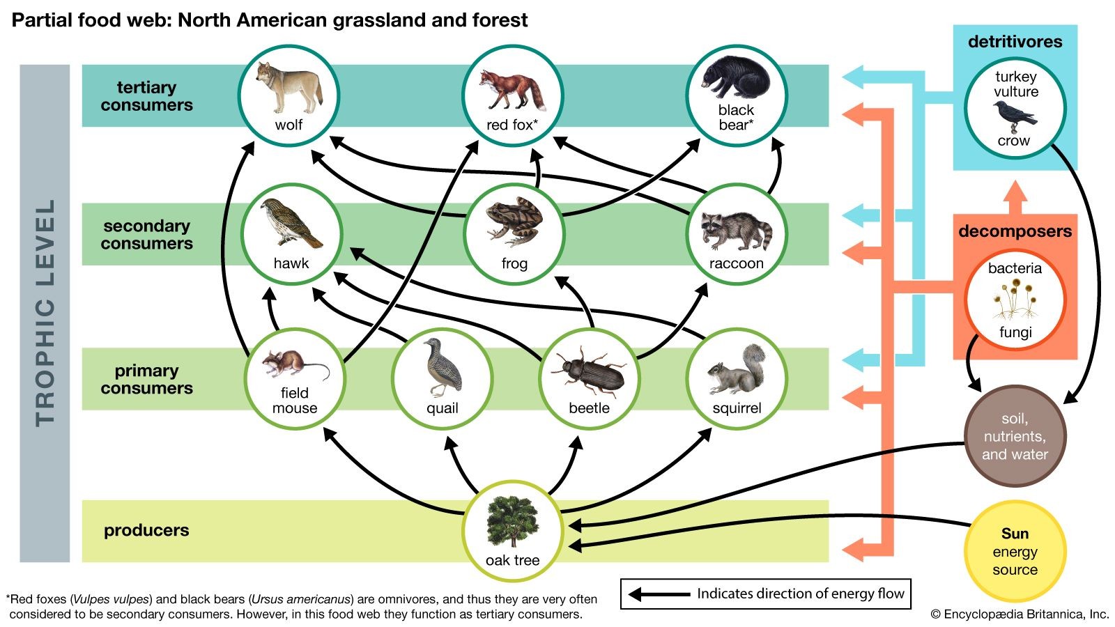 A partial food web illustrating the network of feeding relationships in a North American grassland and forest