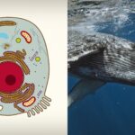 Animal cell illustration and whale photo representing cell diversity, highlighting the nucleus as a fundamental component across species.