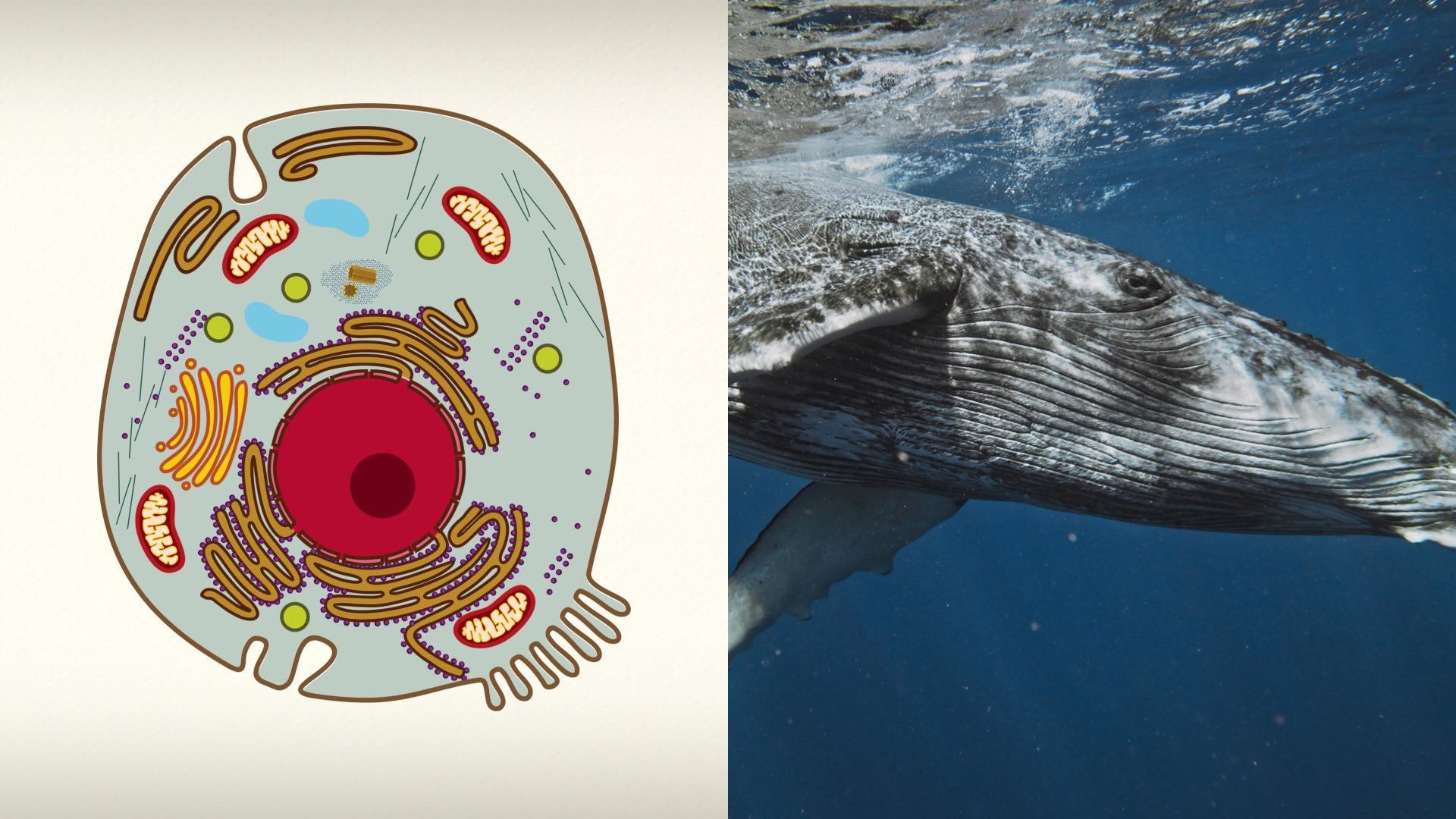 Animal cell illustration and whale photo representing cell diversity, highlighting the nucleus as a fundamental component across species.