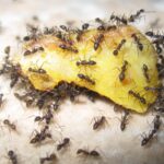 Ants foraging for food