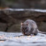 A brown rat eating seeds from a bird feeder in a garden