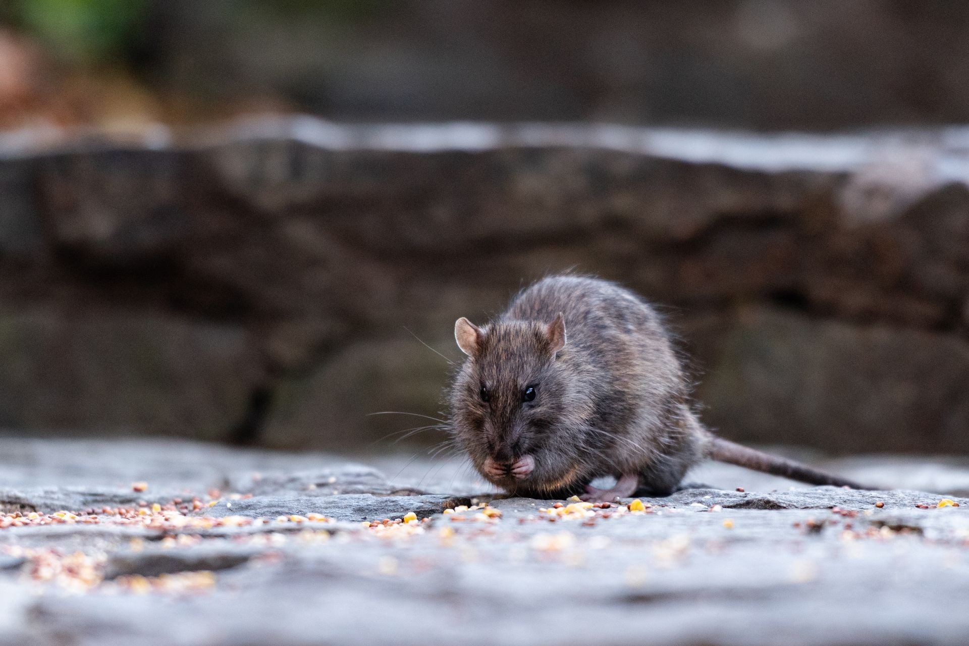 A brown rat eating seeds from a bird feeder in a garden