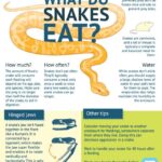 What Do Snakes Eat?