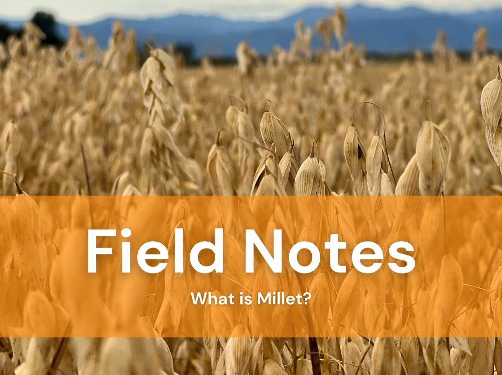 Close-up of millet grains showcasing their small, round shape and light color