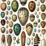 Scientific illustration of a range of different eggs