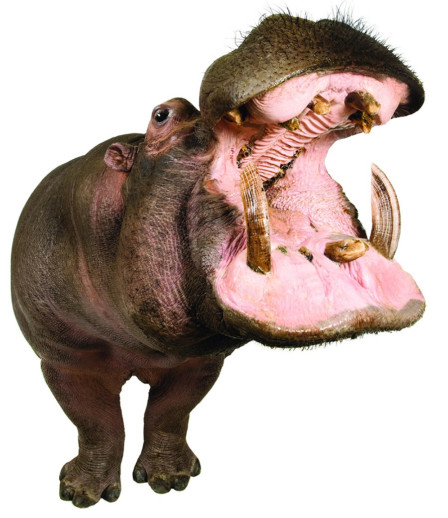A crocodile with an open mouth.