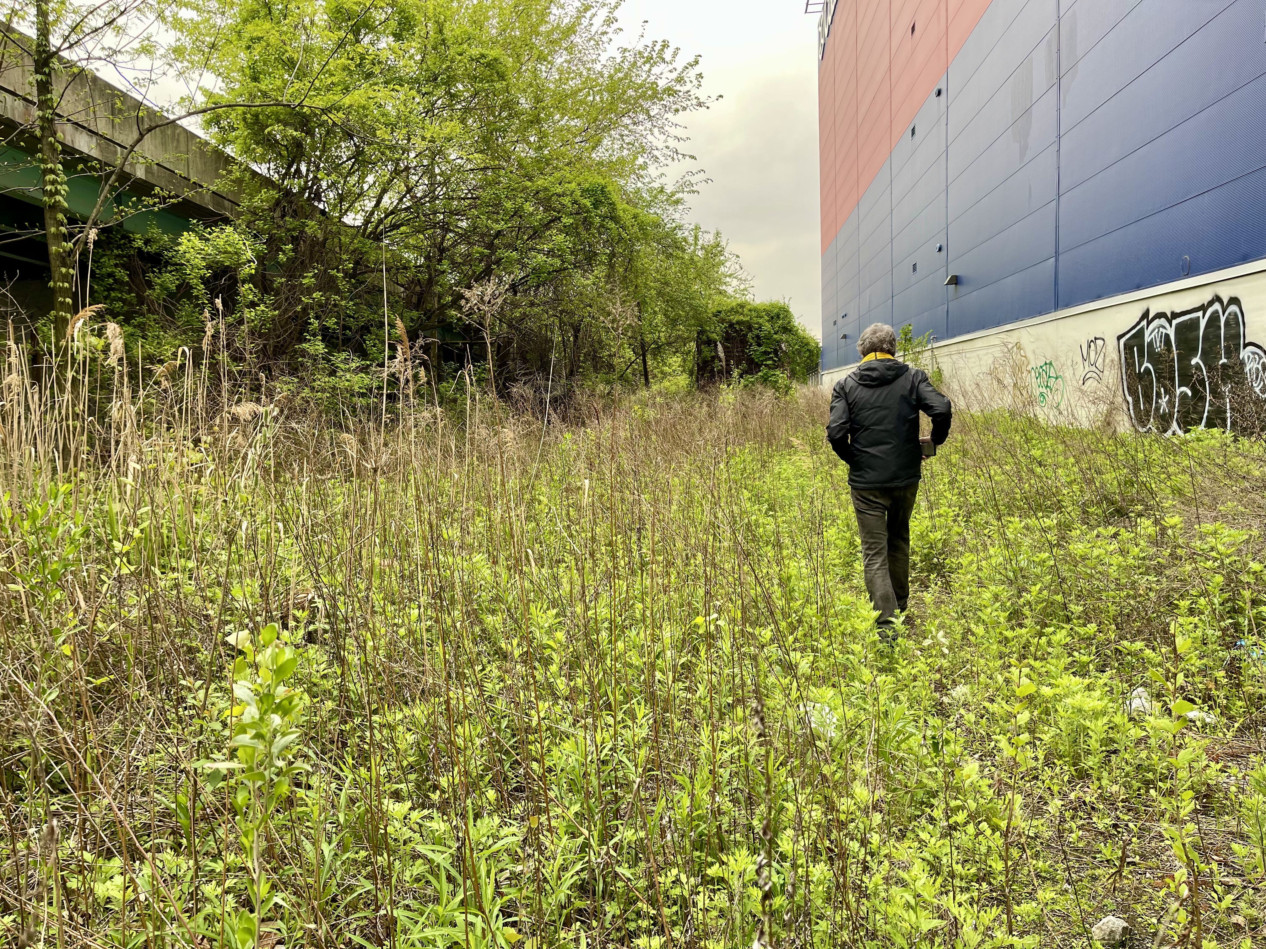 A figure walks through tall grasses in a seemingly abandoned & industrial part of the Bronx