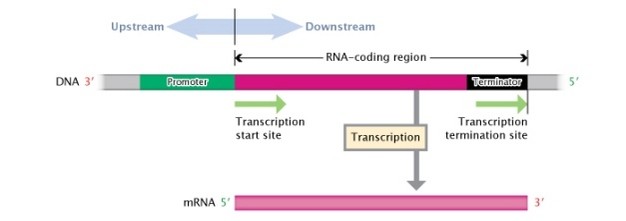 DNA transcription unit