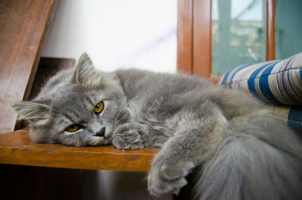 A lazy, annoyed-looking cat lies on a chair.