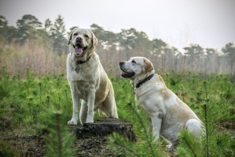 A Labrador Retriever purebred established through many generations of inbreeding