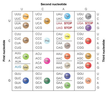 Codons and amino acids table