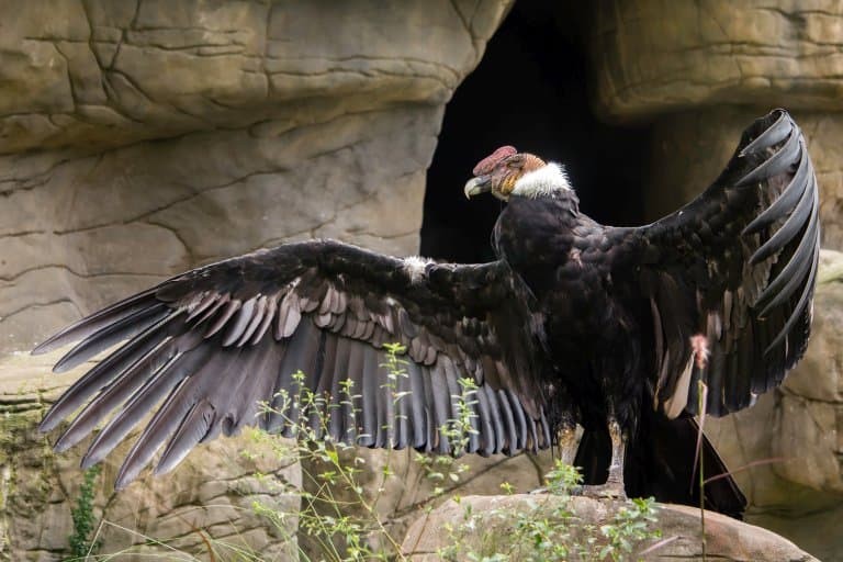 Andean Condor in Flight