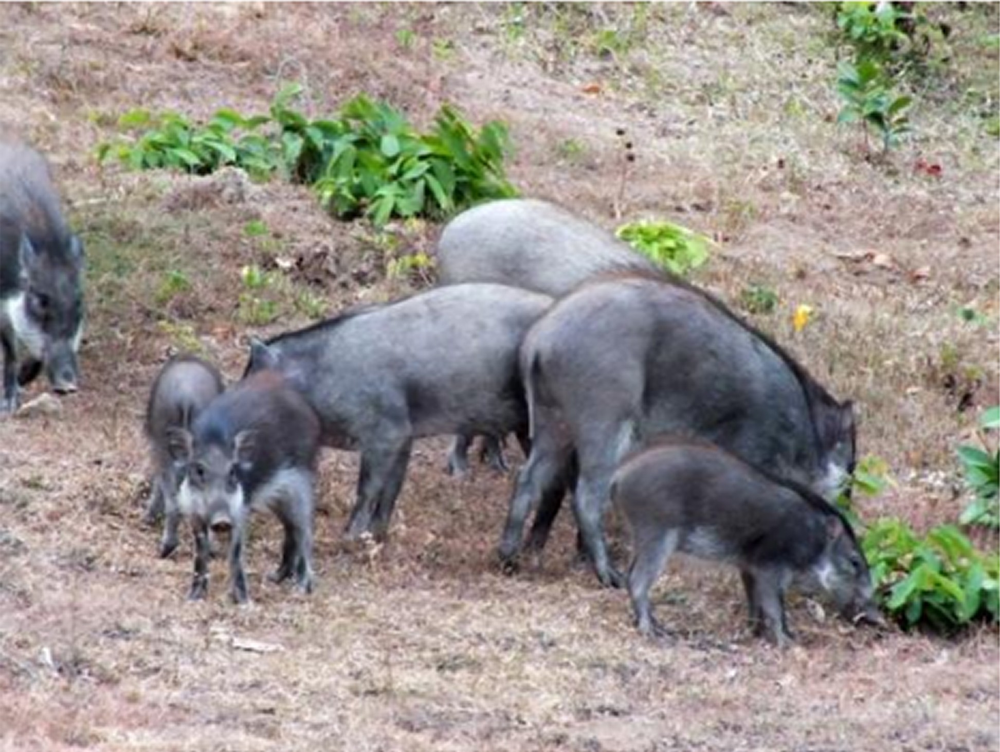 Bawean warty pigs are found on the Indonesian island of Bawean, with only a few hundred remaining due to deforestation and conflict with humans.